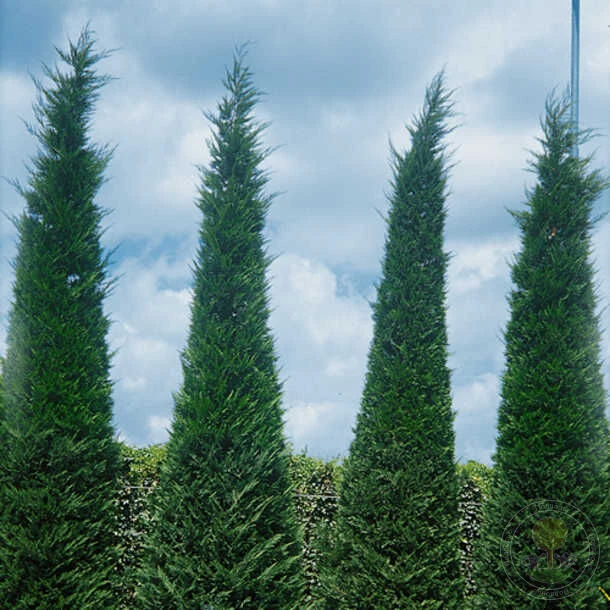 Саджанці купрессоціпаріса — вічнозелена розкіш для вашого саду